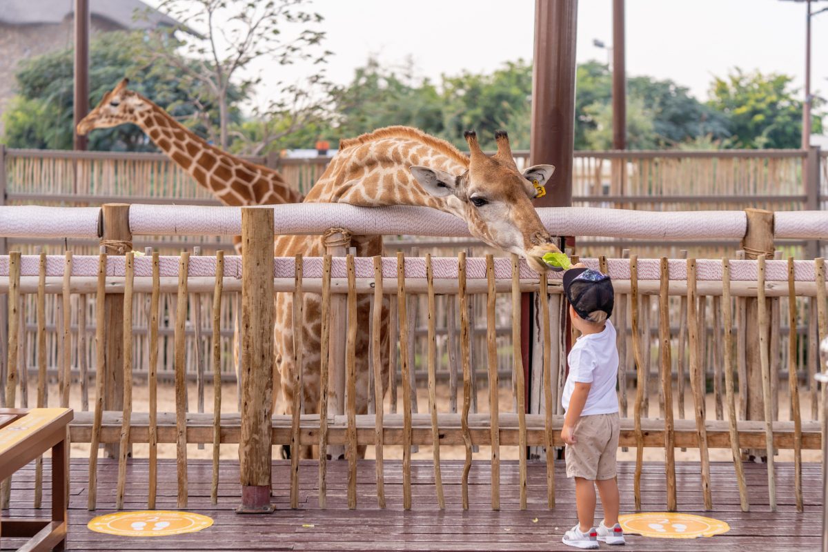 Child feeding giraffe lettuce at the zoo. There is a second giraffe in the background