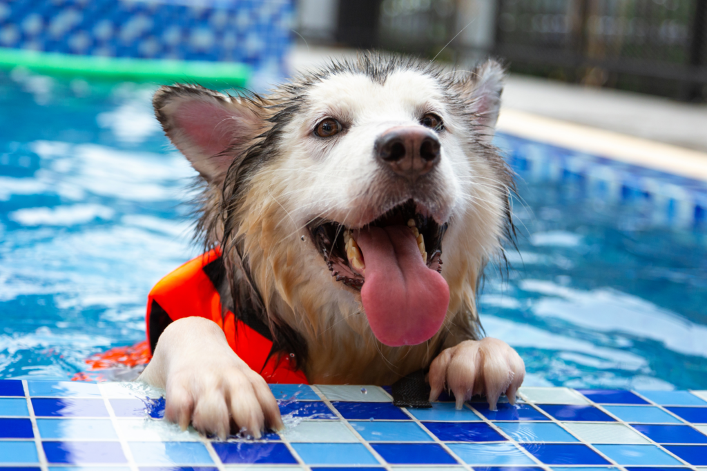 Dog wearing a life jacket and sitting in pool 
